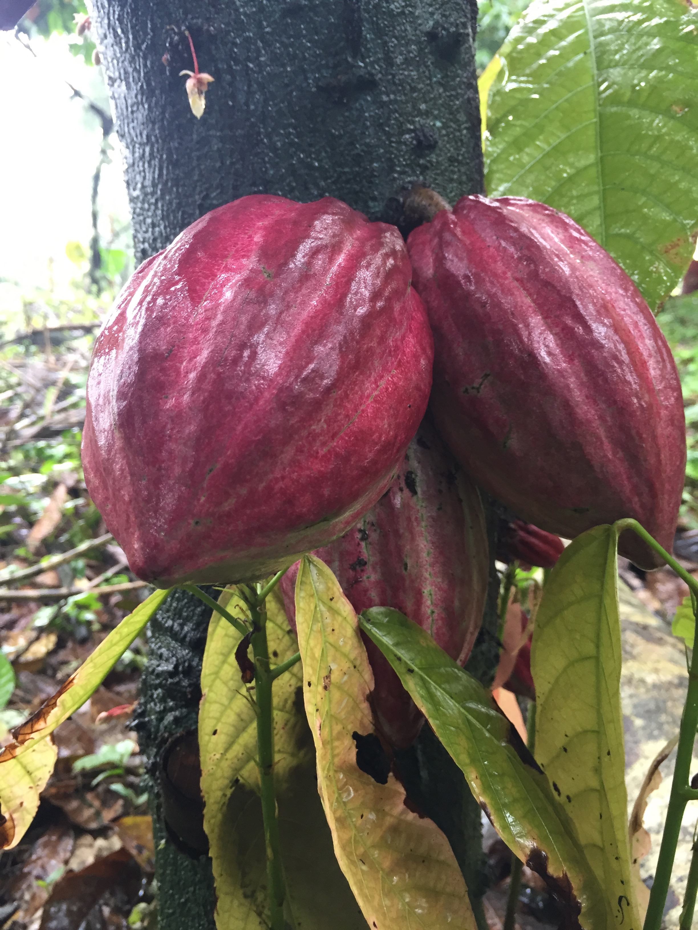 Große Kakaofrüchte an einem Stamm.